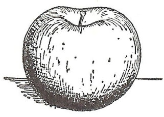 1949 apple and pear 001