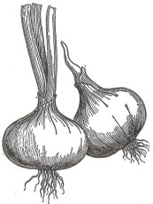 1949 onion 001