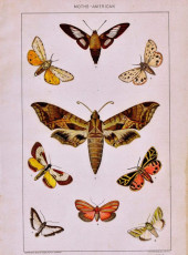 Antique Nature Insect Book Plate Poster Printable via KnickofTimeInteriors.blogspot.com