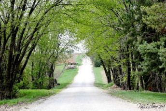 country-road-in-springtime