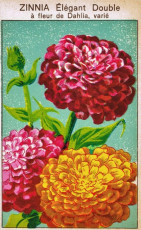 seed packet labels 001 (6)