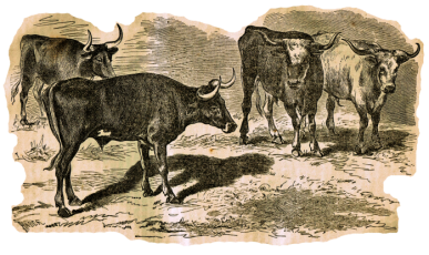 1871 Texas cattle 001 copy