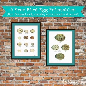 Bird Eggs Nature Printables