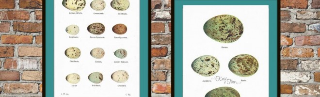 Bird Eggs Nature Printables