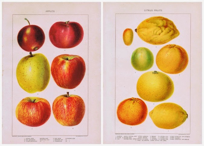 Antique Fruit Printables - Apples &amp; Citrus Fruits - Knick of Time