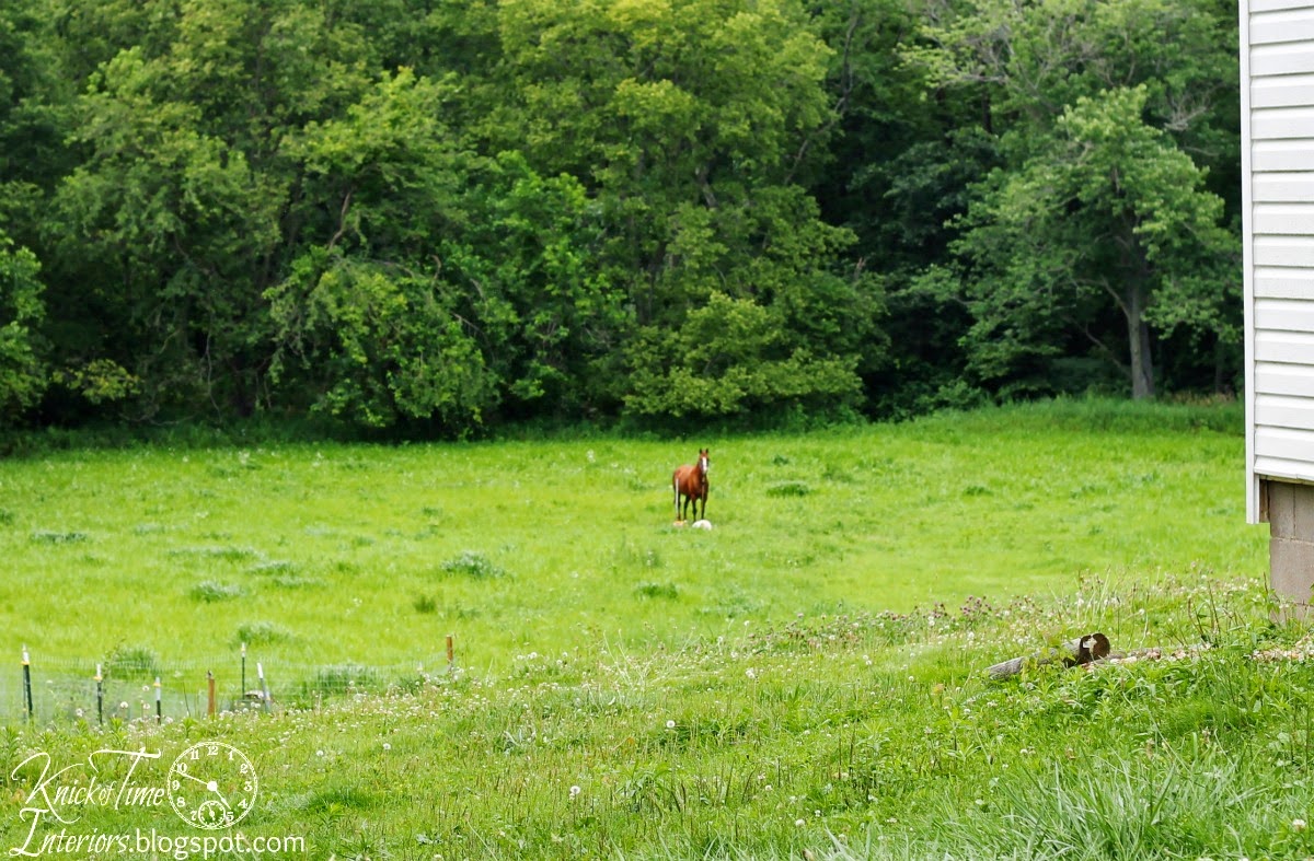 Quarter Horse in Pasture via Knick of Time