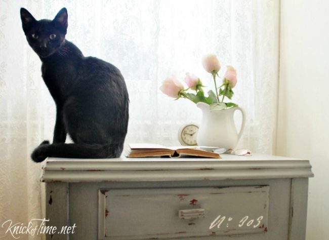 black cat photo