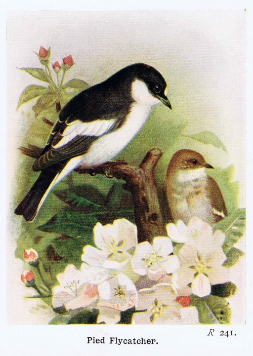 bird printable antique book plate