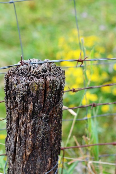 Old Fence Post with Barbed Wire - KnickofTime.net