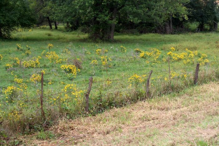 Old Fence Posts and Wildflowers - KnickofTime.net