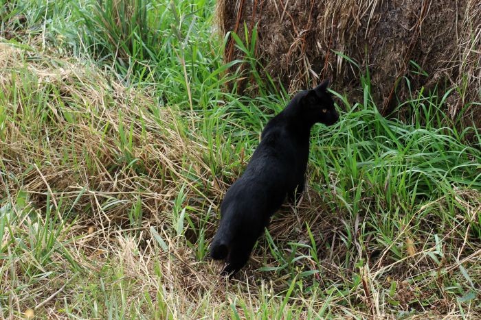 black cat walk on a country morning - KnickofTime.net