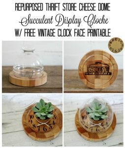 Turn a thrift store cheese serving dome into a beautiful display for small succulents - KnickofTime.net