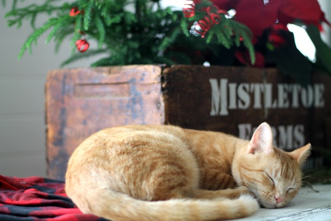 christmas-cat-farmhouse-mistletoe-wood-crate