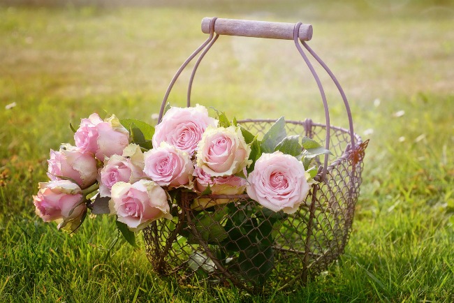 The first grass mowing of the season is cause for celebration with some pink roses in a vintage wire basket! | www.knickoftime.net