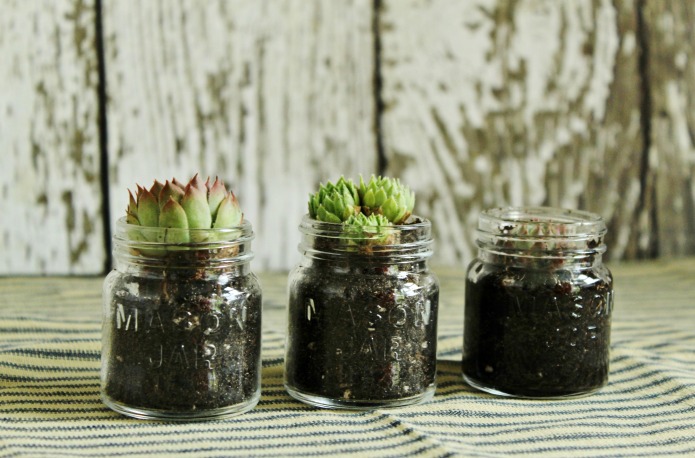 Mini Galvanized Bucket & Mason Jar Succulent Planters - Knick of Time
