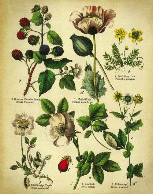 Printable High Resolution Printable Botanical Prints