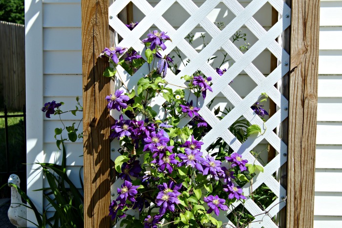 Hiding an Air Conditioner With a Clematis Garden Arbor | www.knickoftime.net